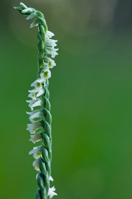 Spiranthes spiralis....ancora